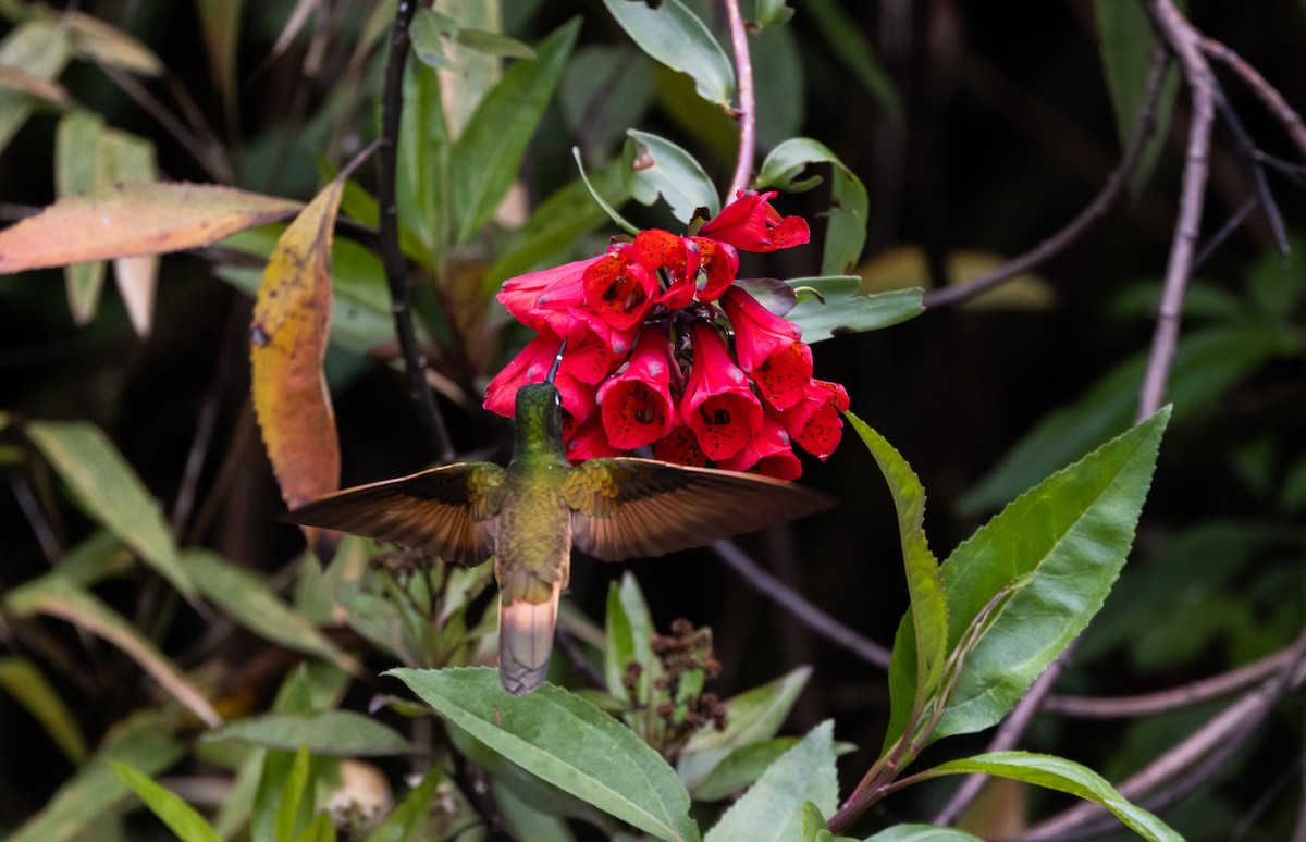 inka fialkovohrdlý (ssp. osculans) - ML519629751