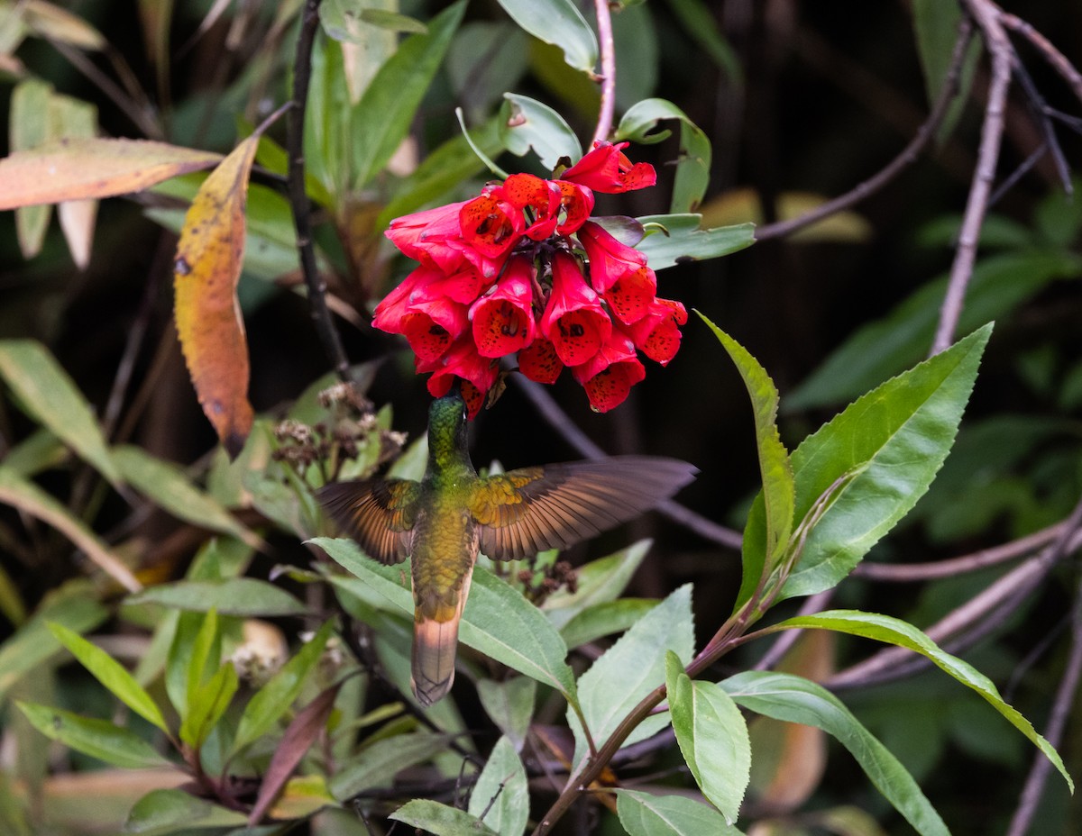 inka fialkovohrdlý (ssp. osculans) - ML519629771