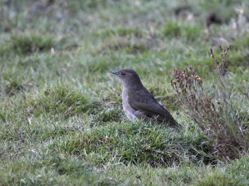 Mountain Thrush - ML519629781