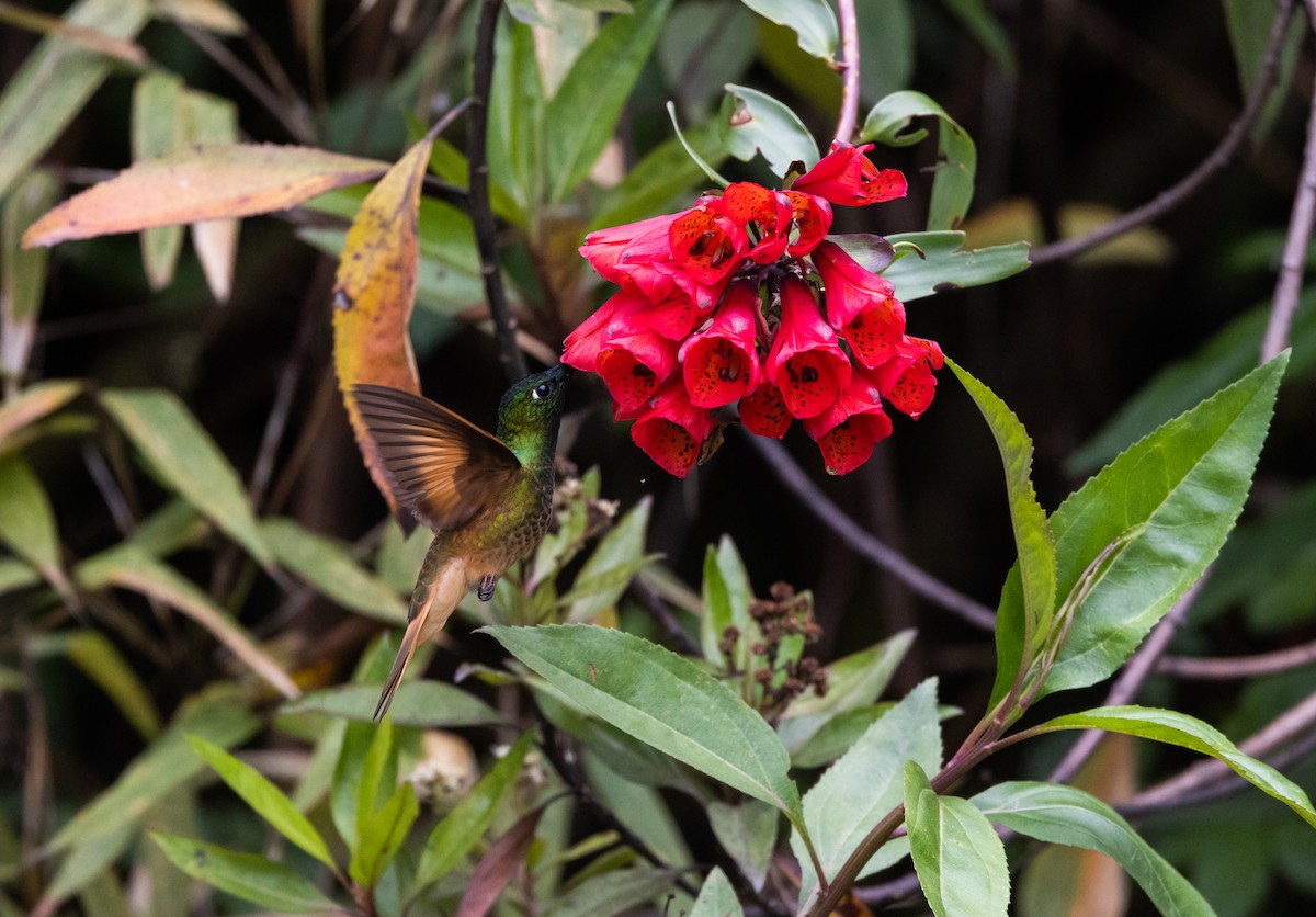 inka fialkovohrdlý (ssp. osculans) - ML519629791