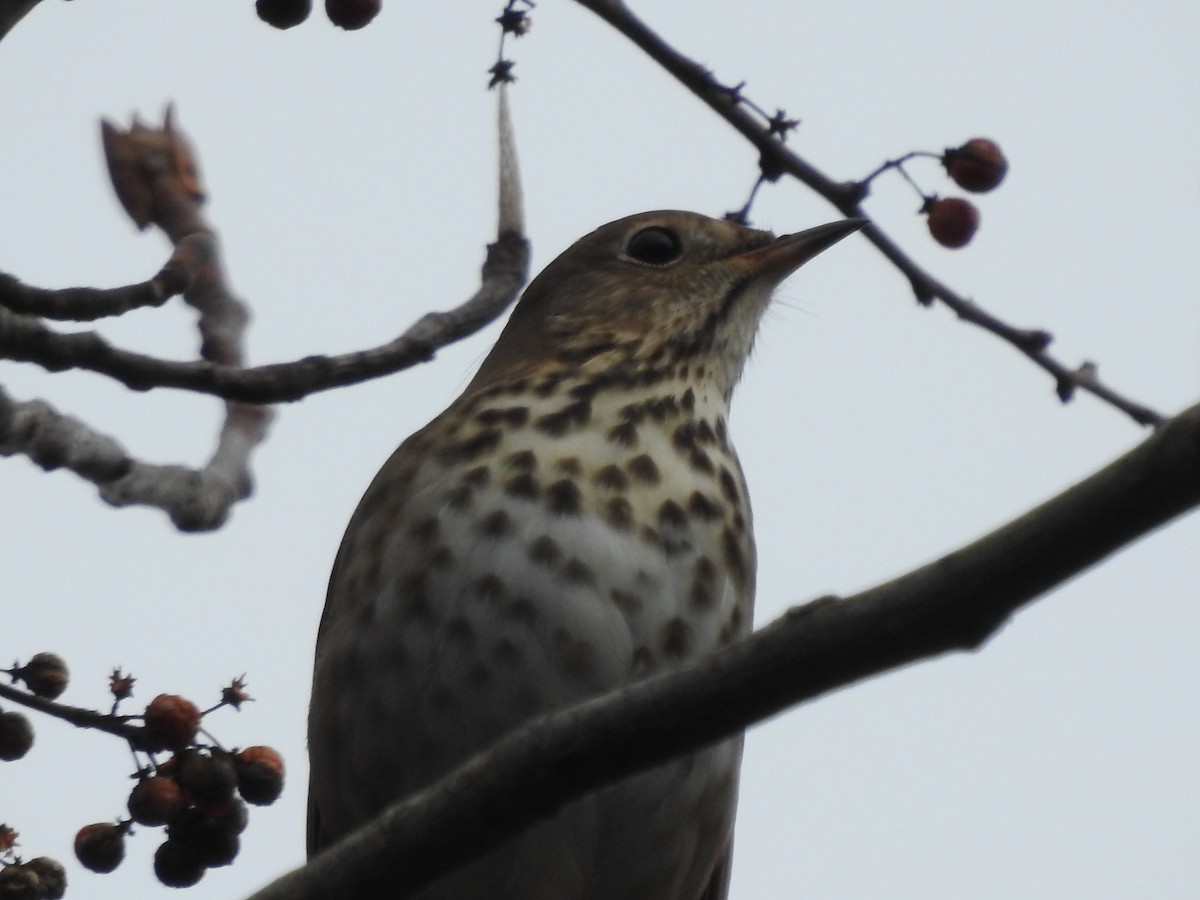 Hermit Thrush - ML519630021