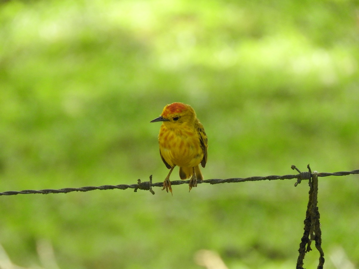 Yellow Warbler - ML51963011