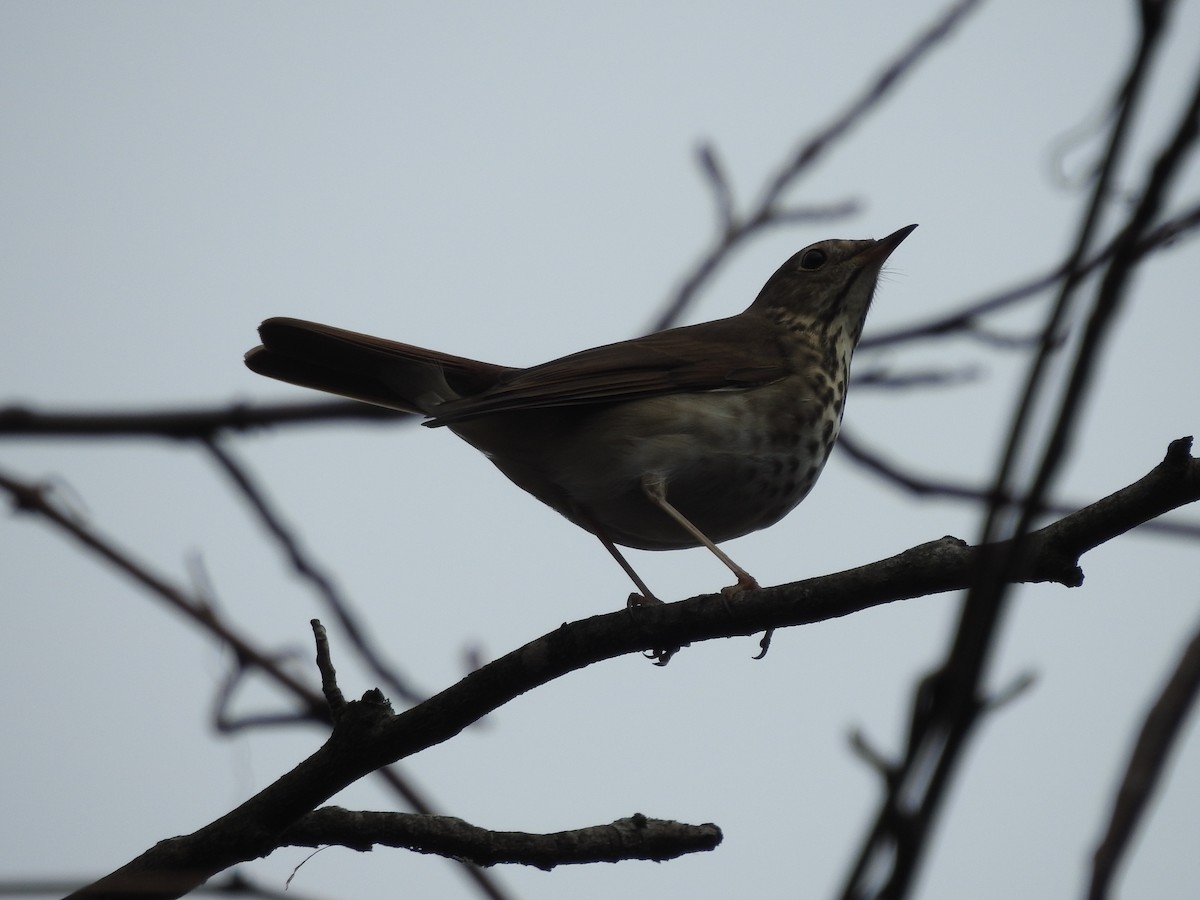 Hermit Thrush - ML519630191