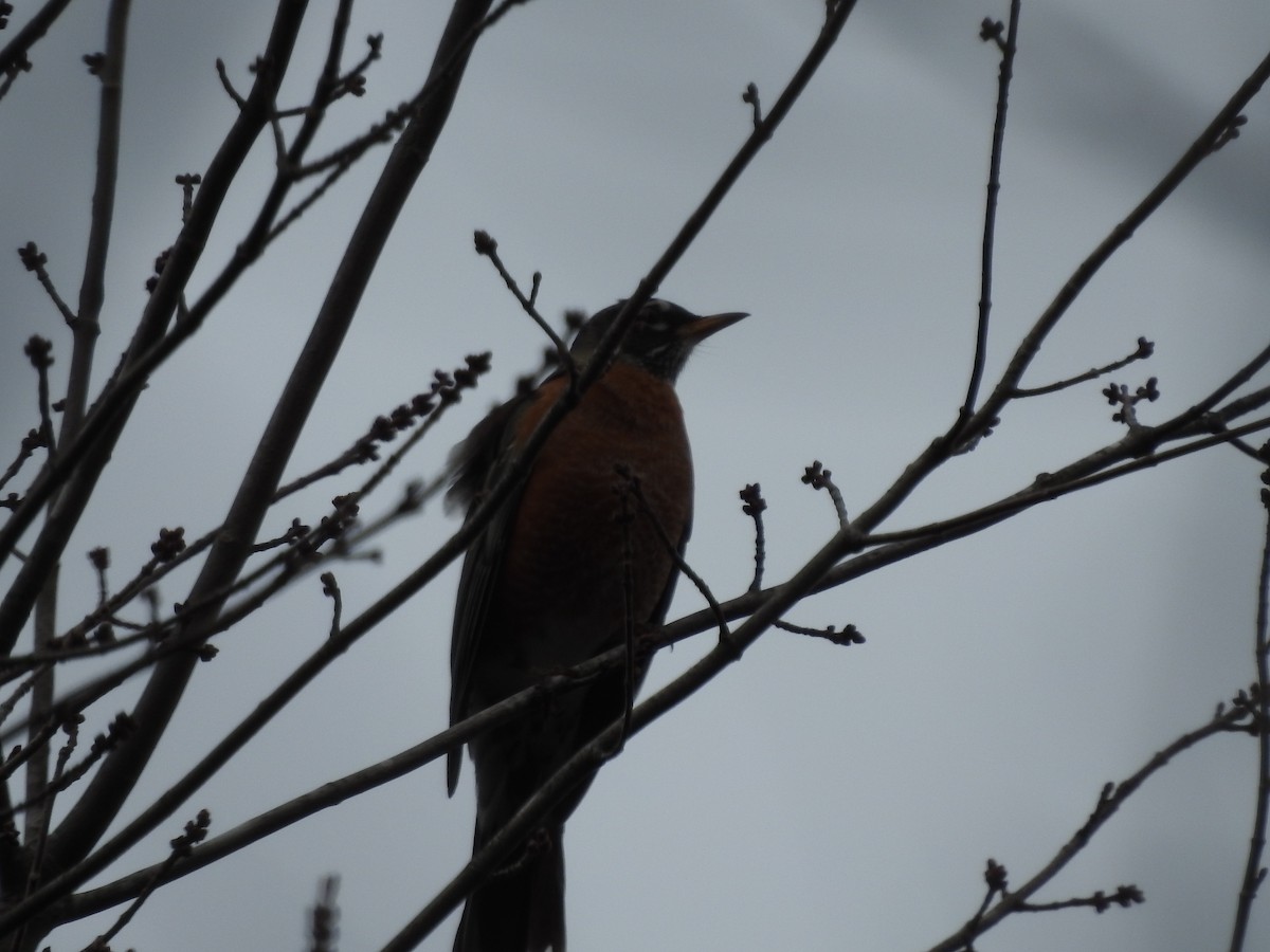 American Robin - ML519630331