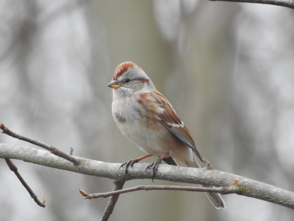 American Tree Sparrow - ML519630511