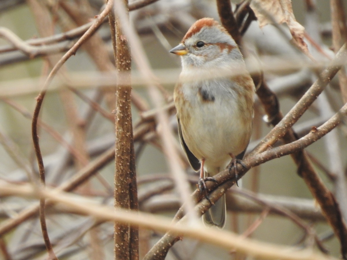 American Tree Sparrow - ML519630771