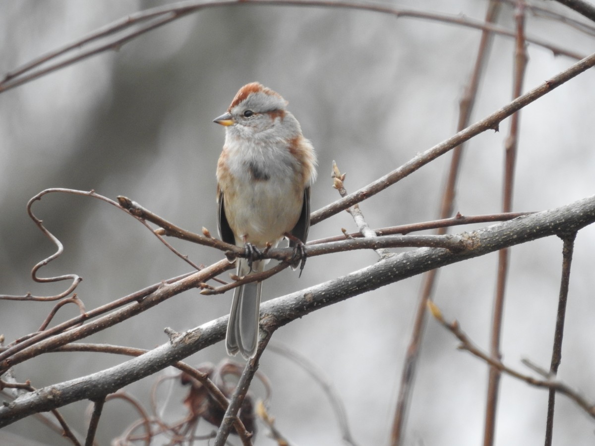 American Tree Sparrow - ML519630791