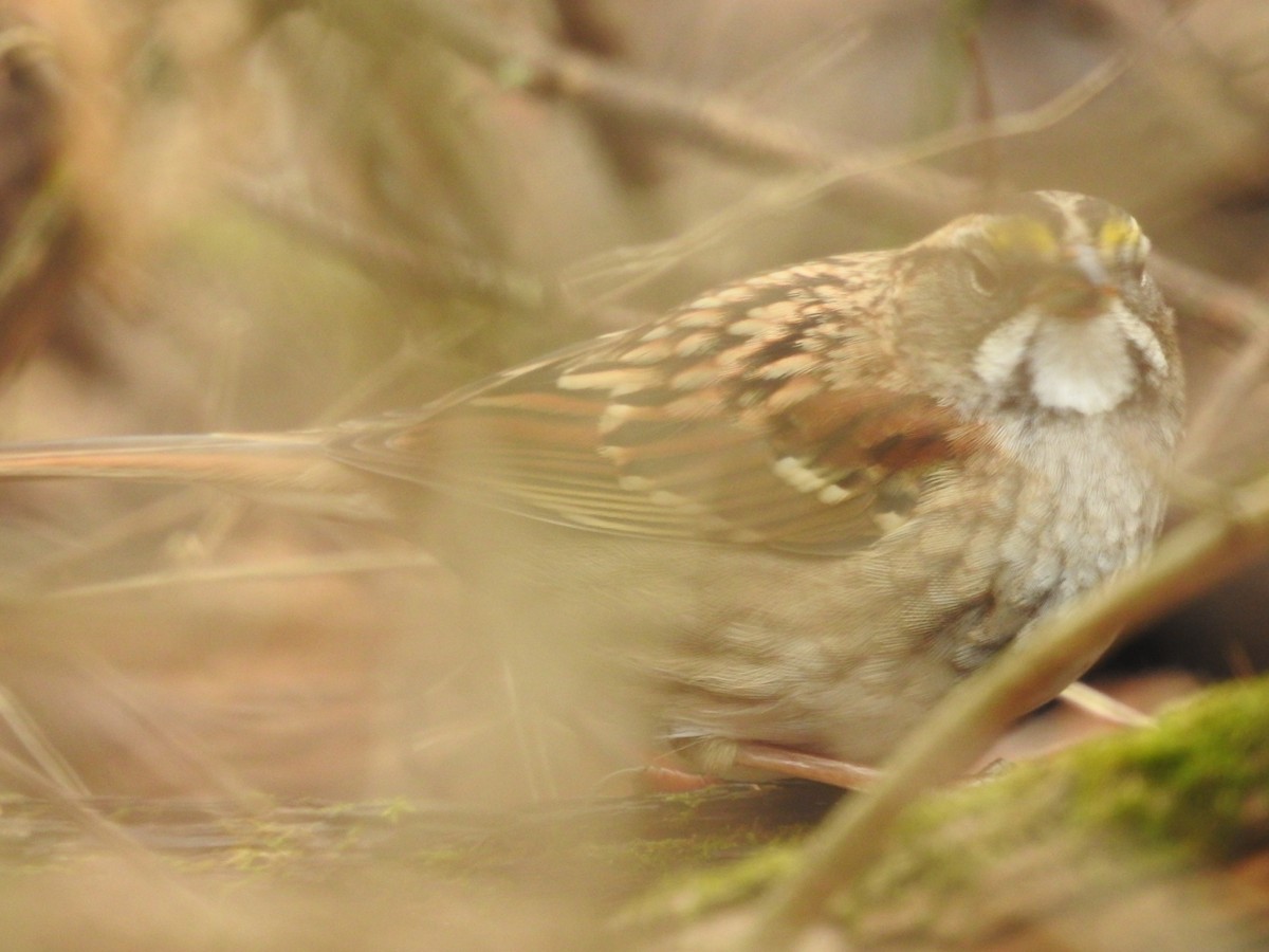 White-throated Sparrow - ML519631091