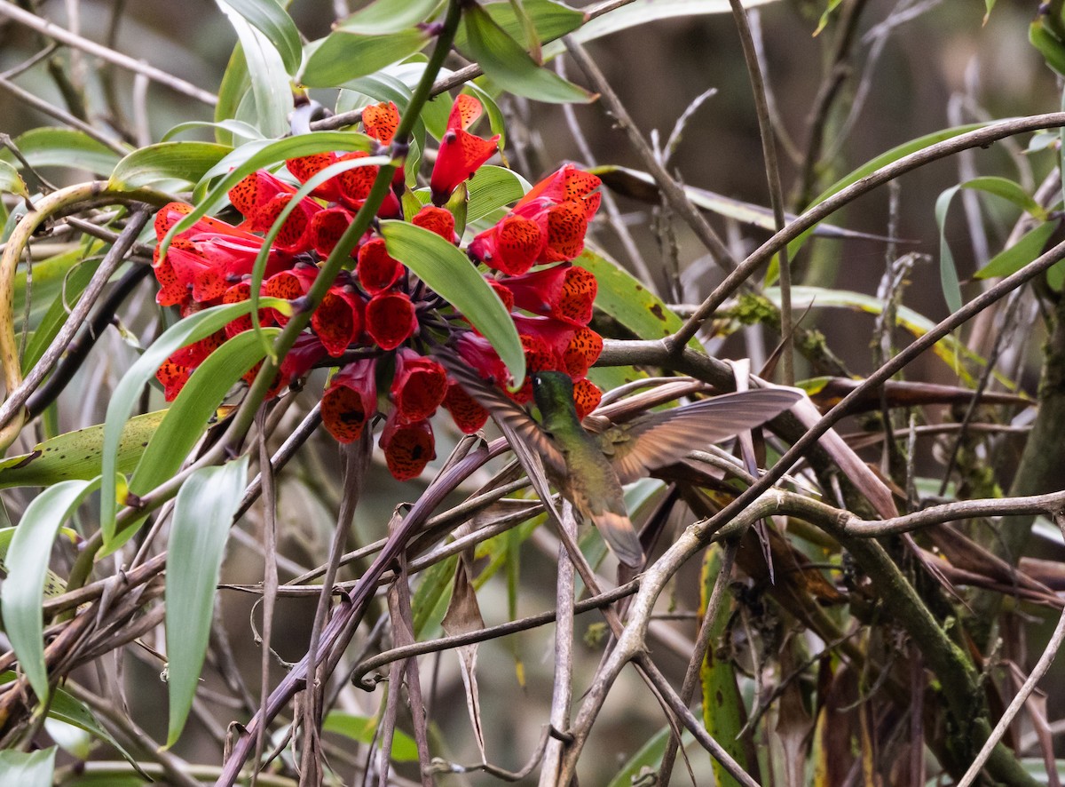 inka fialkovohrdlý (ssp. osculans) - ML519631131