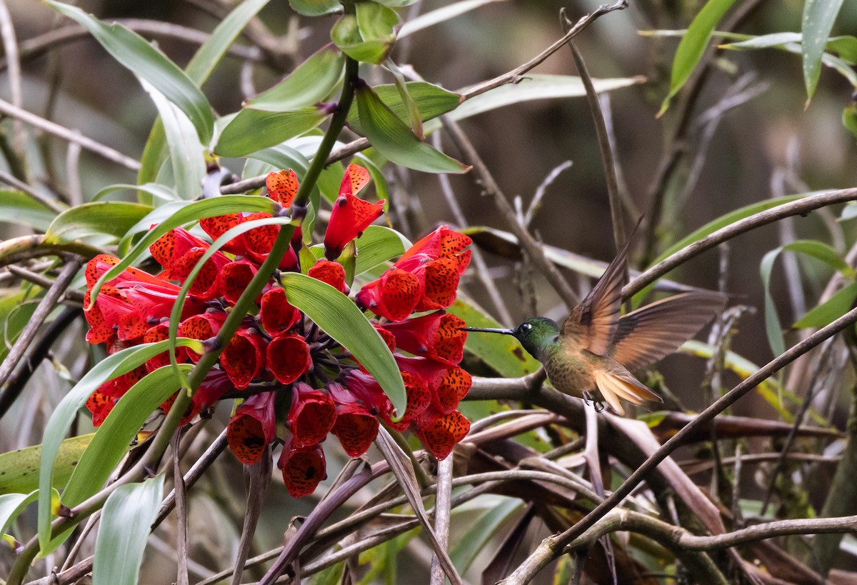 inka fialkovohrdlý (ssp. osculans) - ML519631141