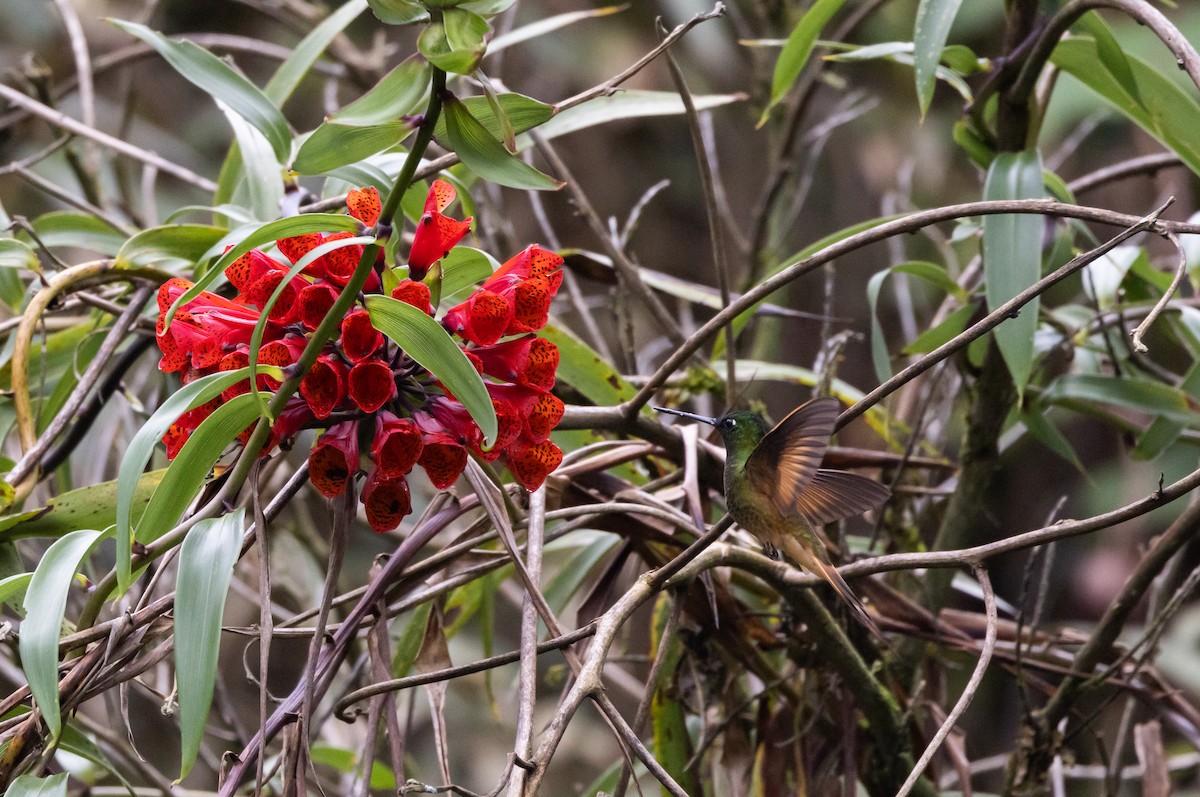 inka fialkovohrdlý (ssp. osculans) - ML519631151