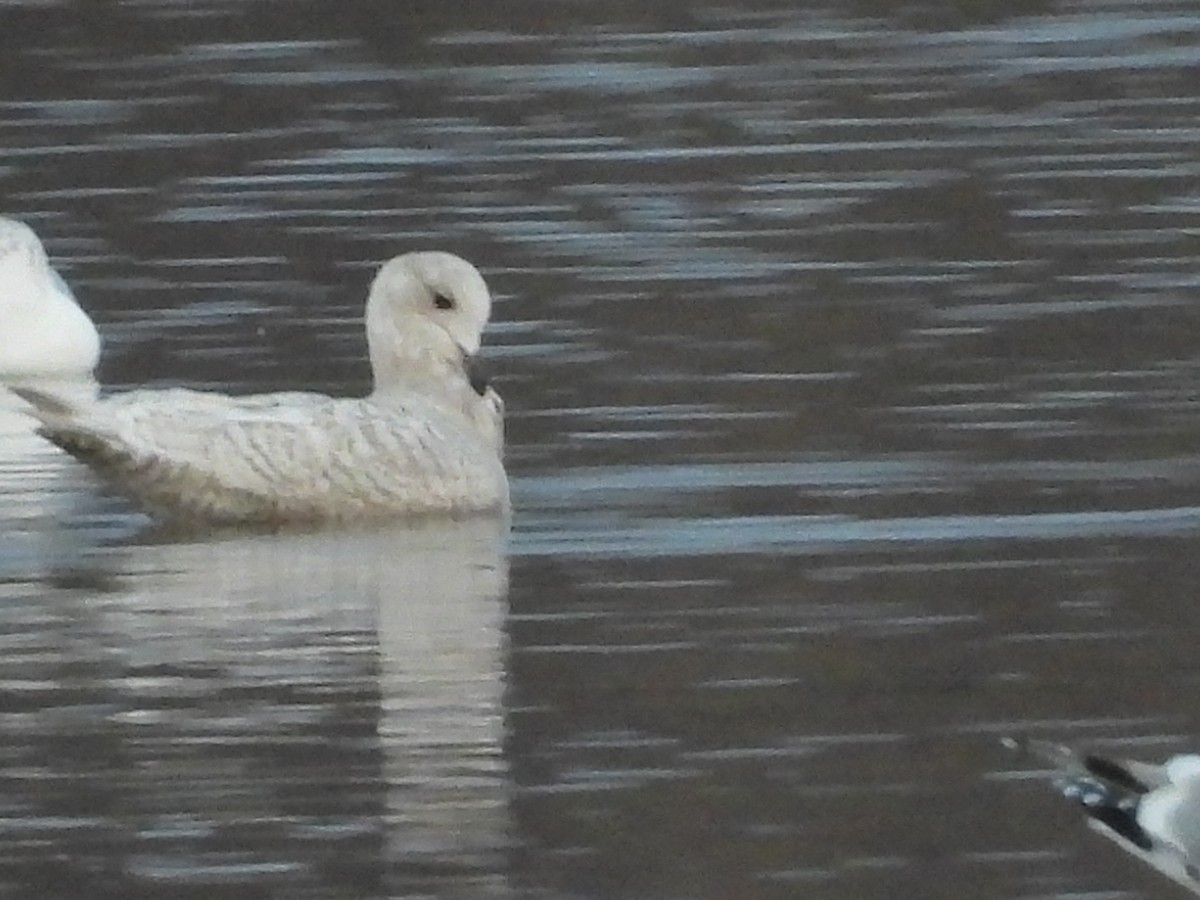 Gaviota Groenlandesa - ML519631161