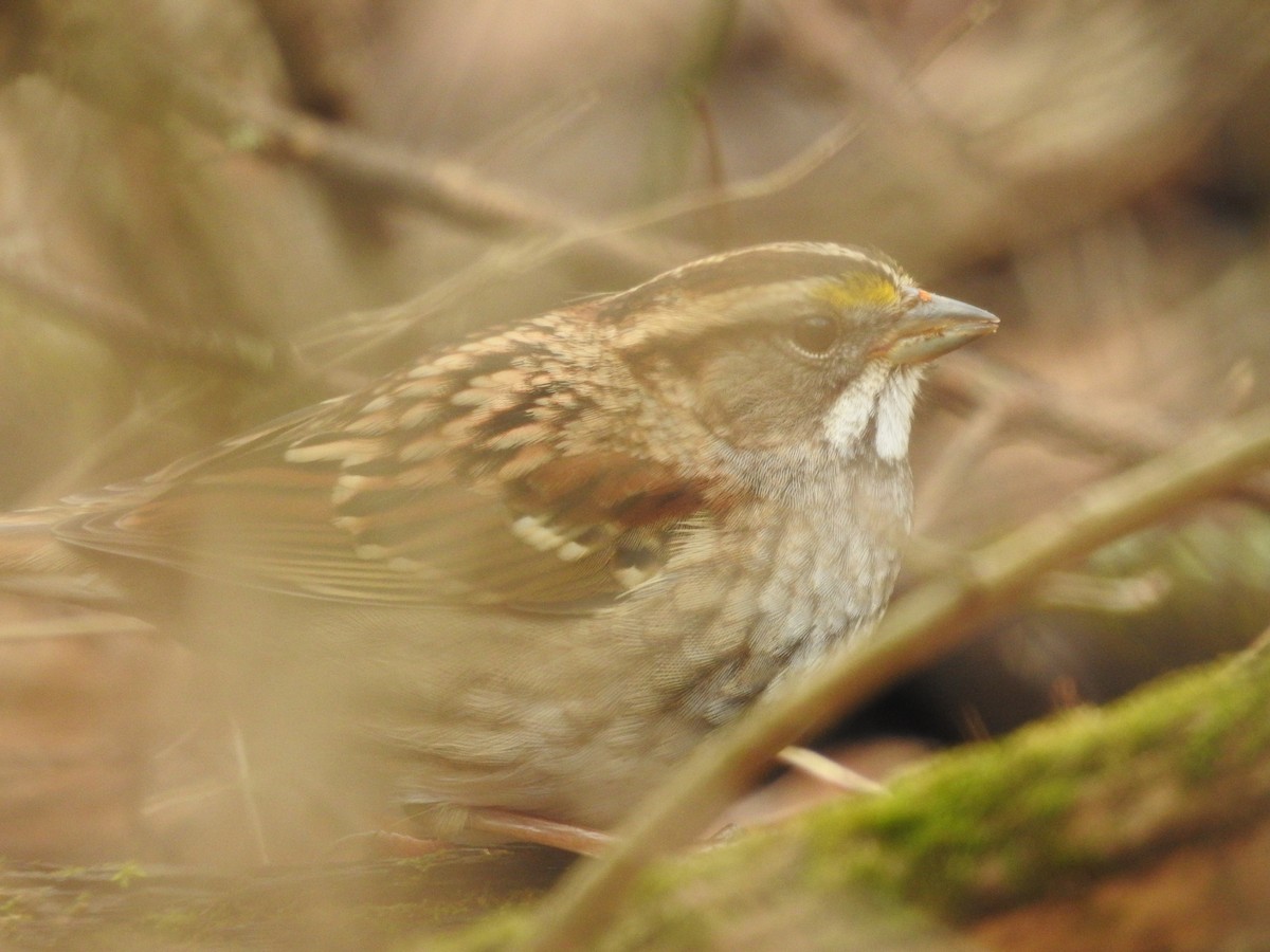 White-throated Sparrow - ML519631191