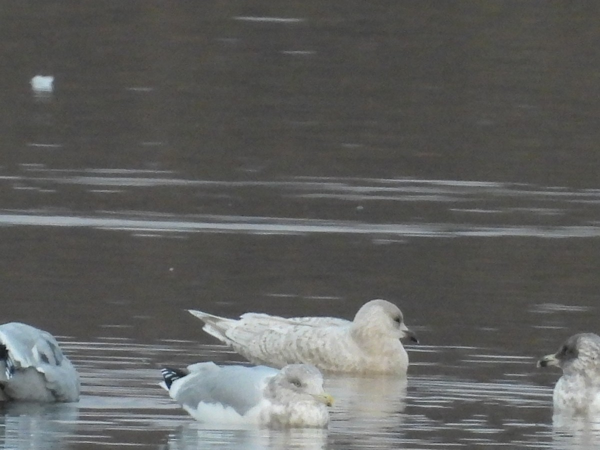 Gaviota Groenlandesa - ML519631201