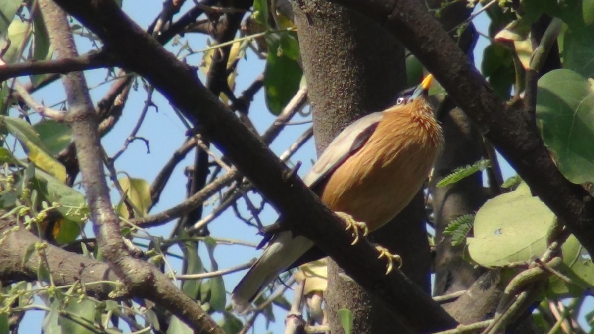 Brahminy Starling - ML51963221