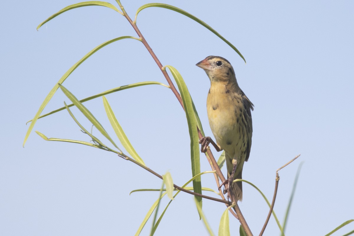 bobolink americký - ML519632641