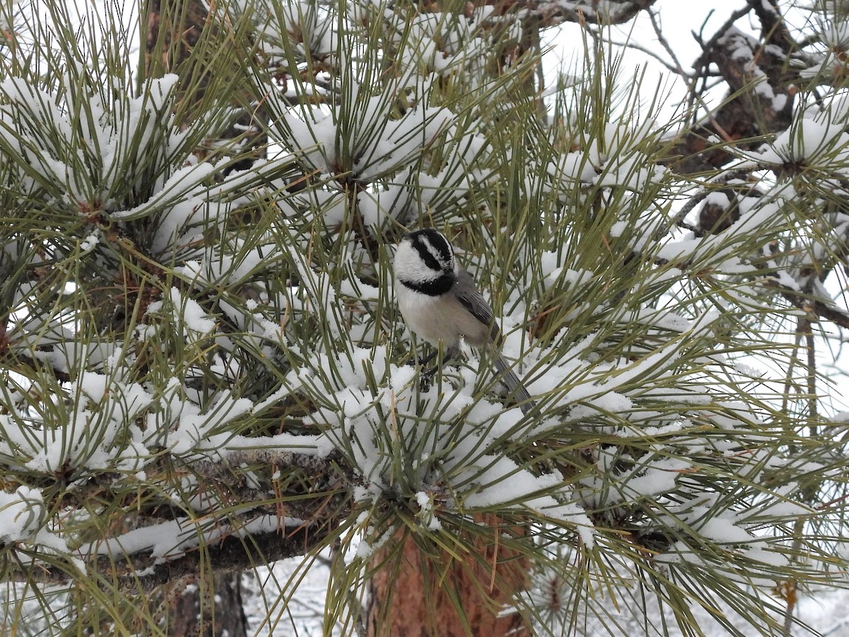 Mountain Chickadee - ML519634401