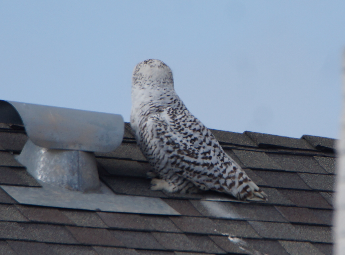 Snowy Owl - Alex Coffey