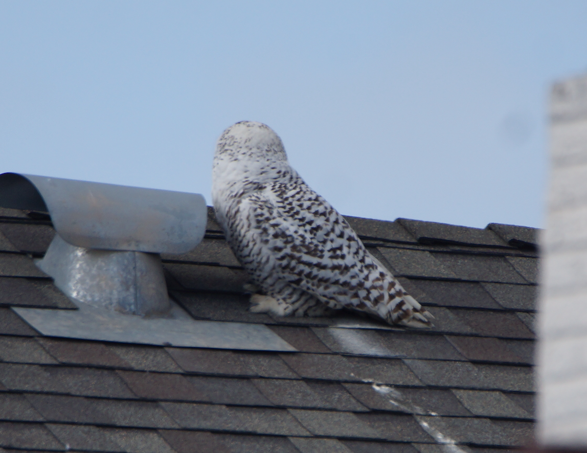 Snowy Owl - Alex Coffey