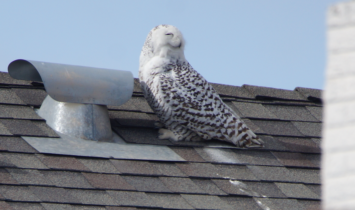 Snowy Owl - Alex Coffey