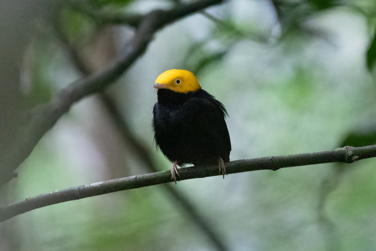 Manakin à tête d'or - ML519635381