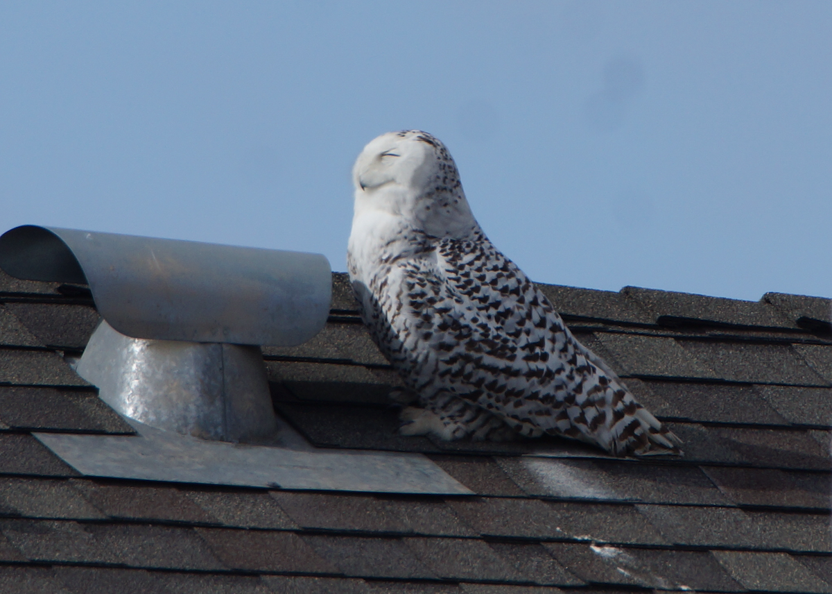 Snowy Owl - ML519635701