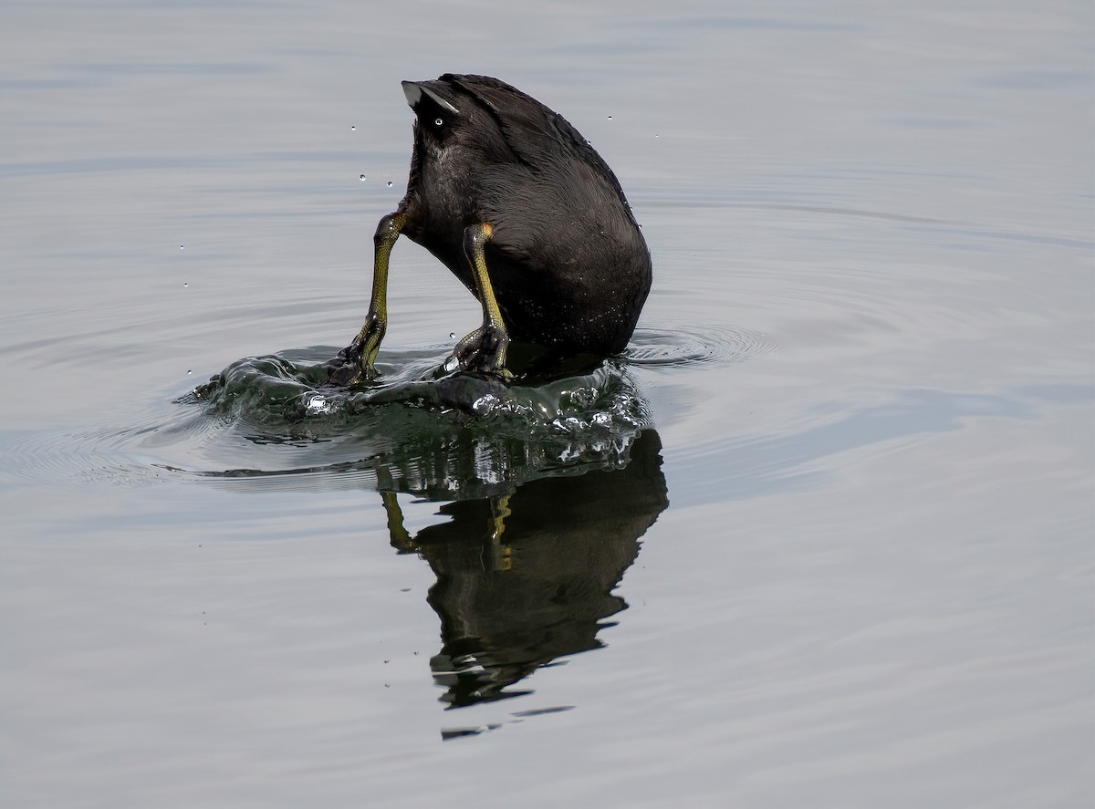 American Coot - Dani Elle