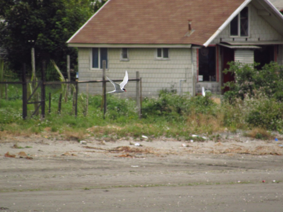 South American Tern - ML519636331