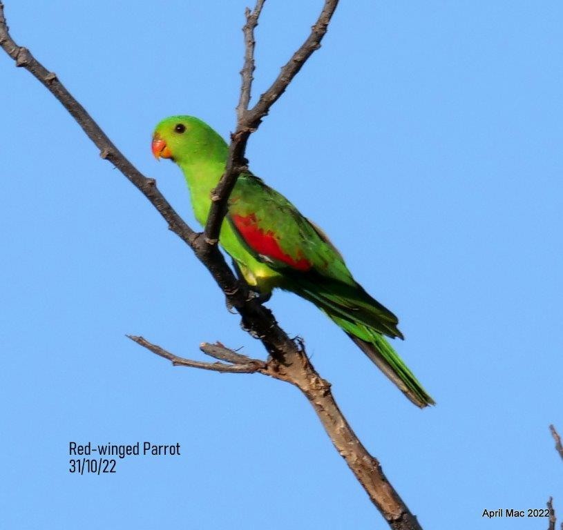 Папужець-червонокрил австралійський - ML519636791