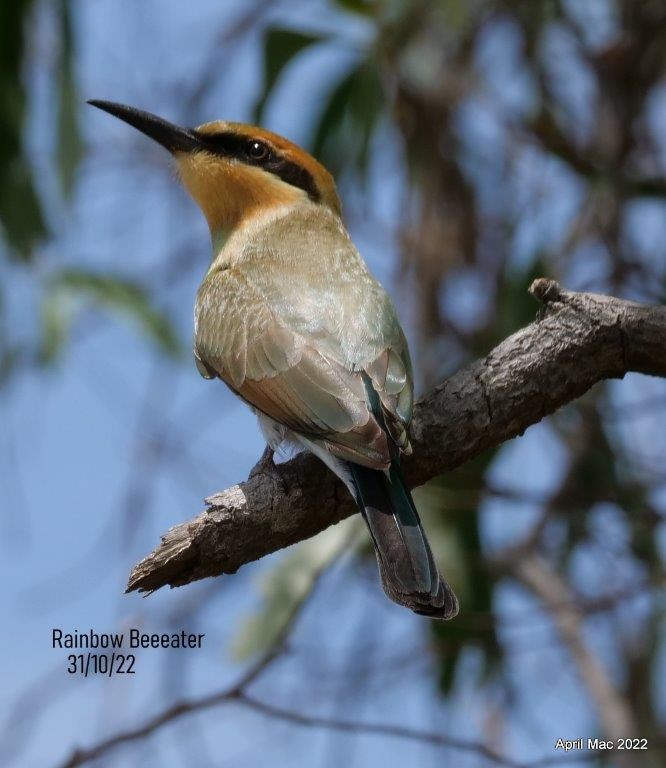 Rainbow Bee-eater - ML519637001