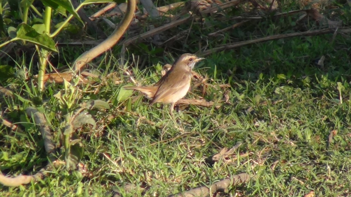 Bluethroat - ML51963741