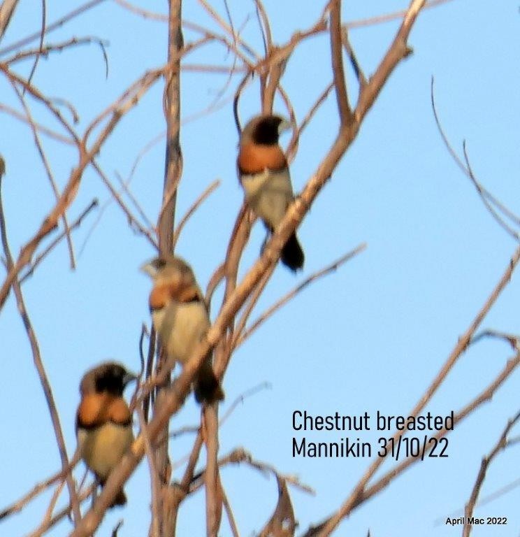 Chestnut-breasted Munia - ML519637741