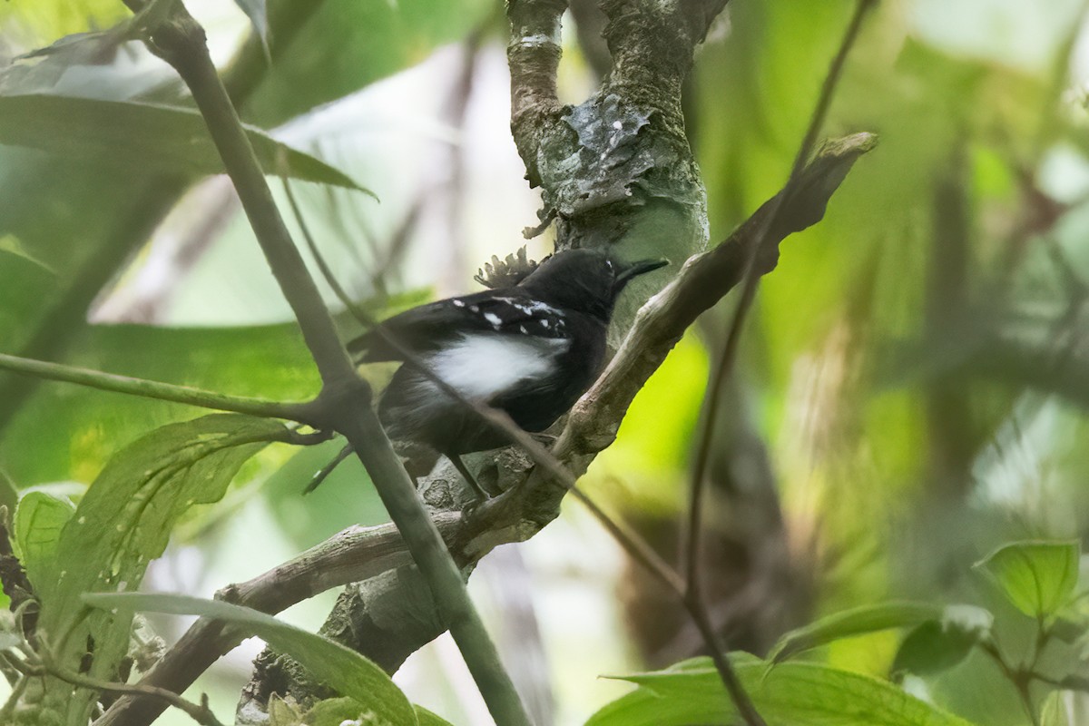 Blackish Antbird - Nige Hartley