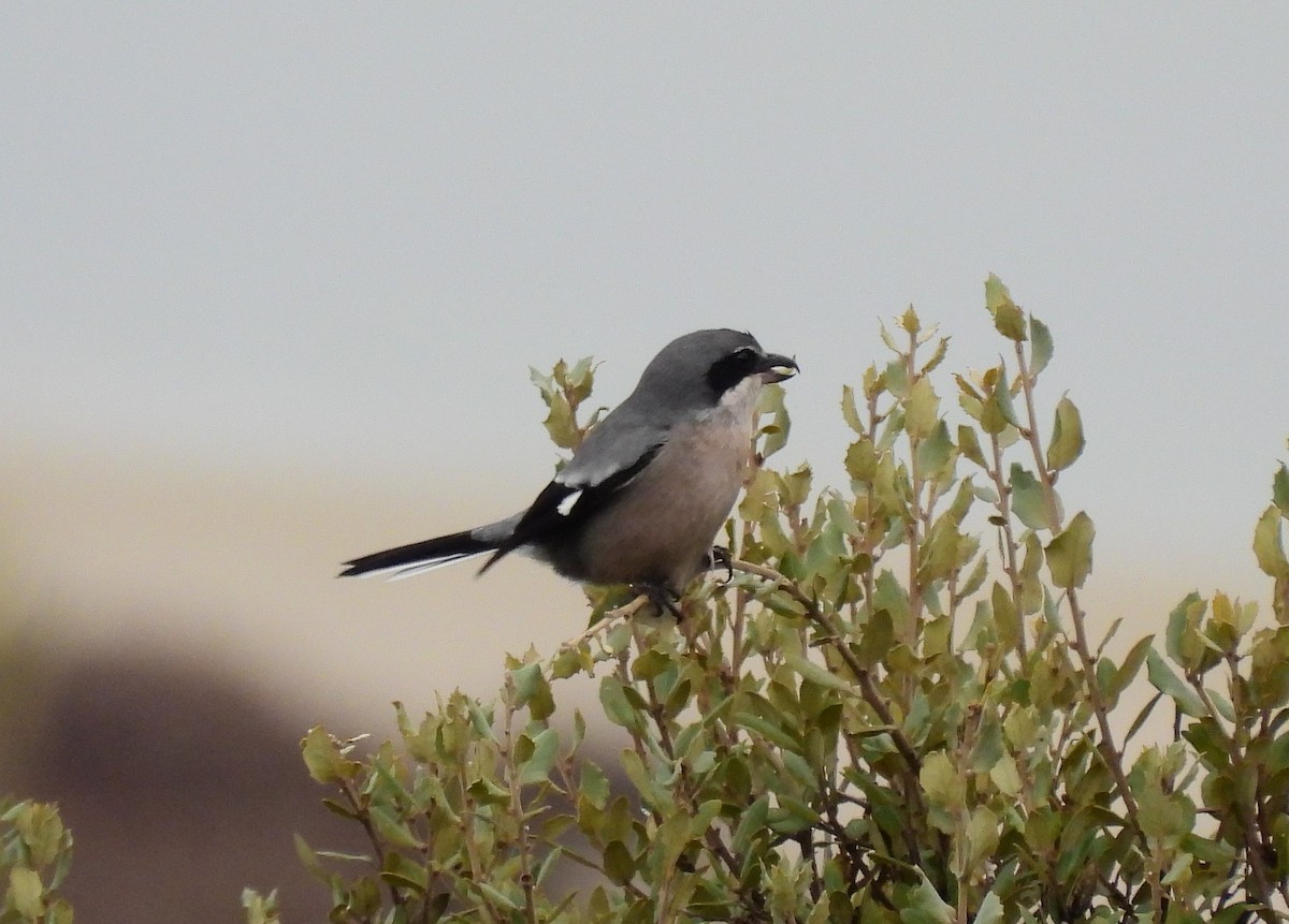 Iberian Gray Shrike - Ignacio Barrionuevo