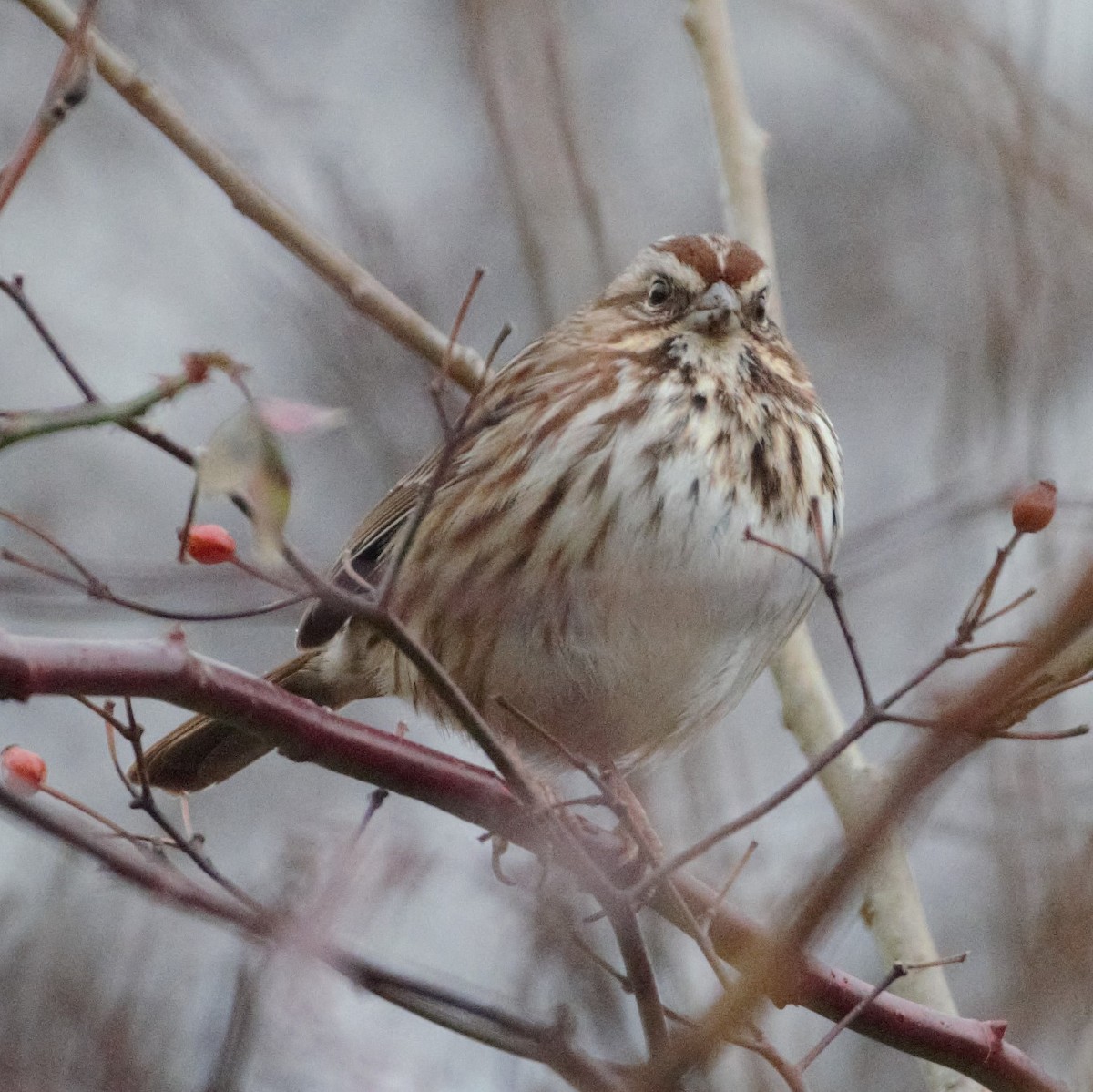 Song Sparrow - ML519638951