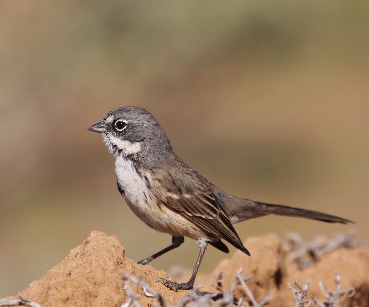 Bell's Sparrow - Jorge Montejo