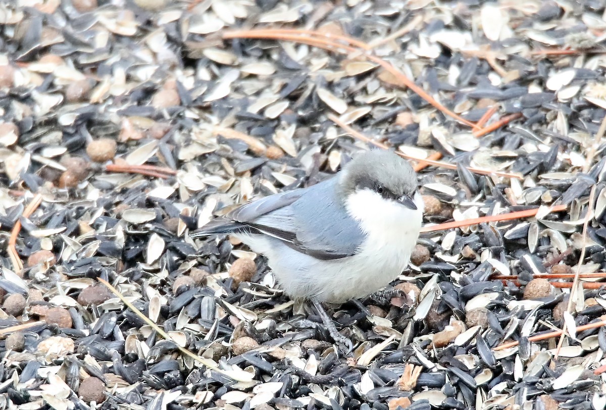 Pygmy Nuthatch - ML519640231