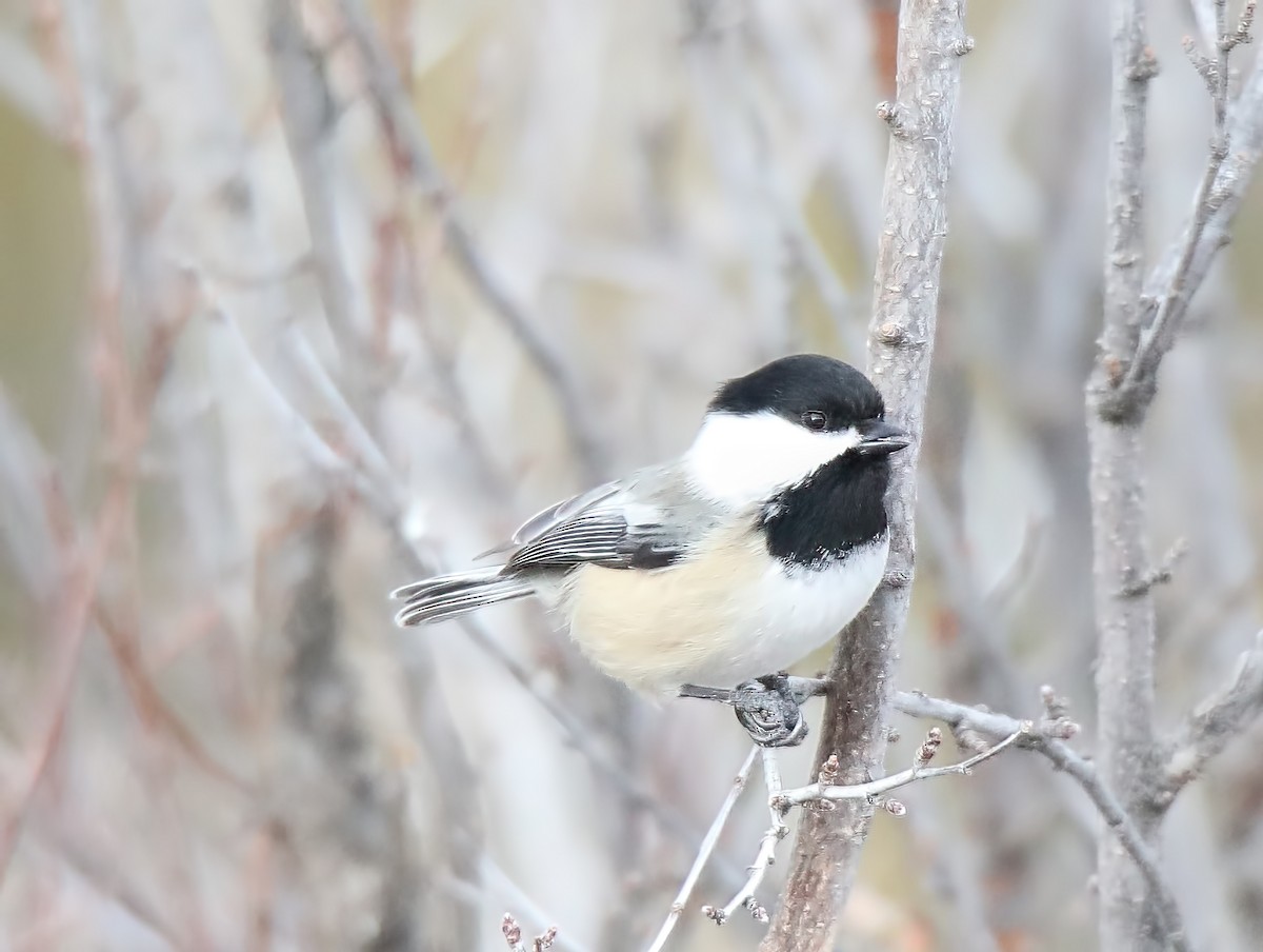 Mésange à tête noire - ML519640351