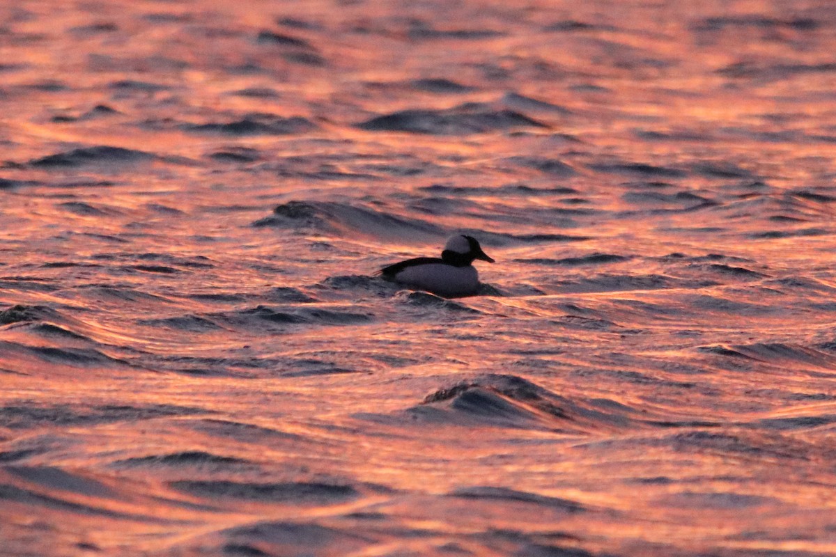 Bufflehead - Allan Strong