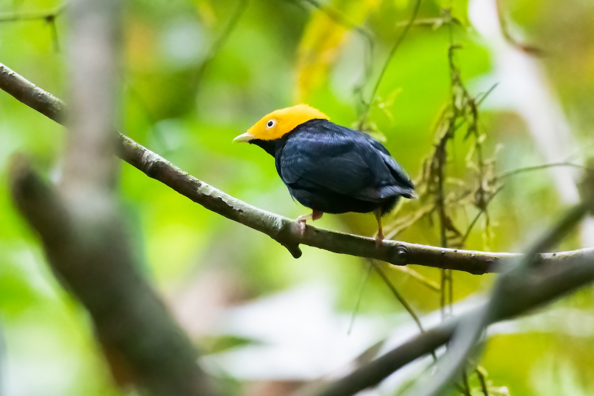 Manakin à tête d'or - ML519640481