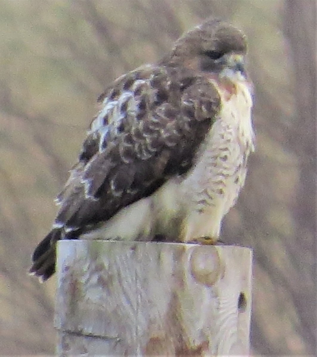 Red-tailed Hawk - ML519640781