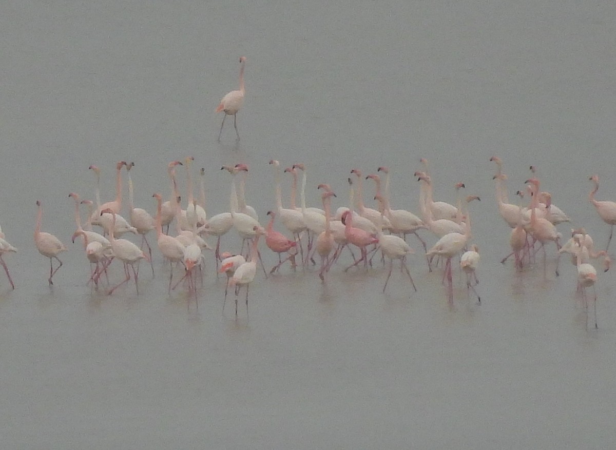 Lesser Flamingo - Ignacio Barrionuevo