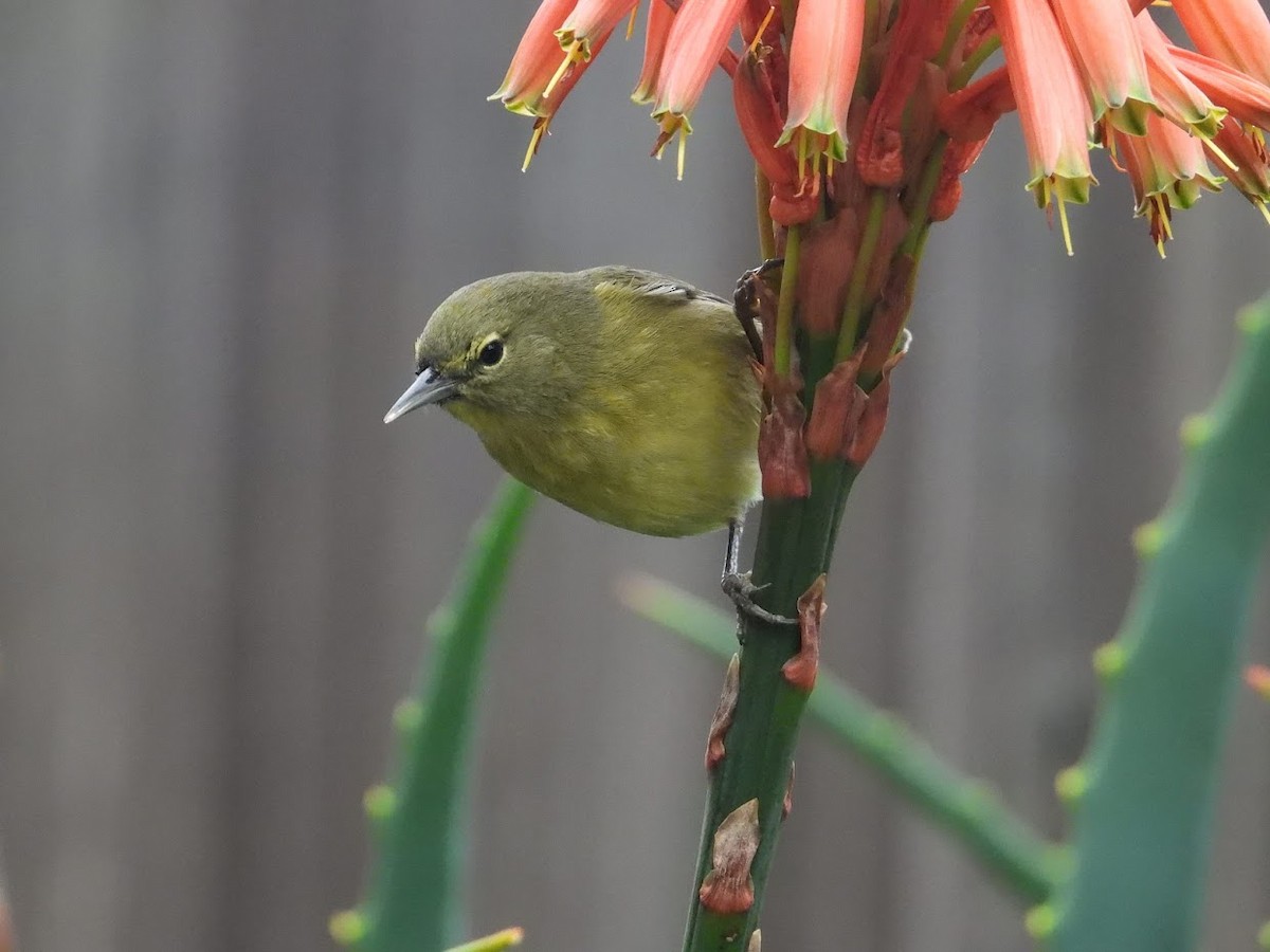 Orange-crowned Warbler (lutescens) - ML519642171