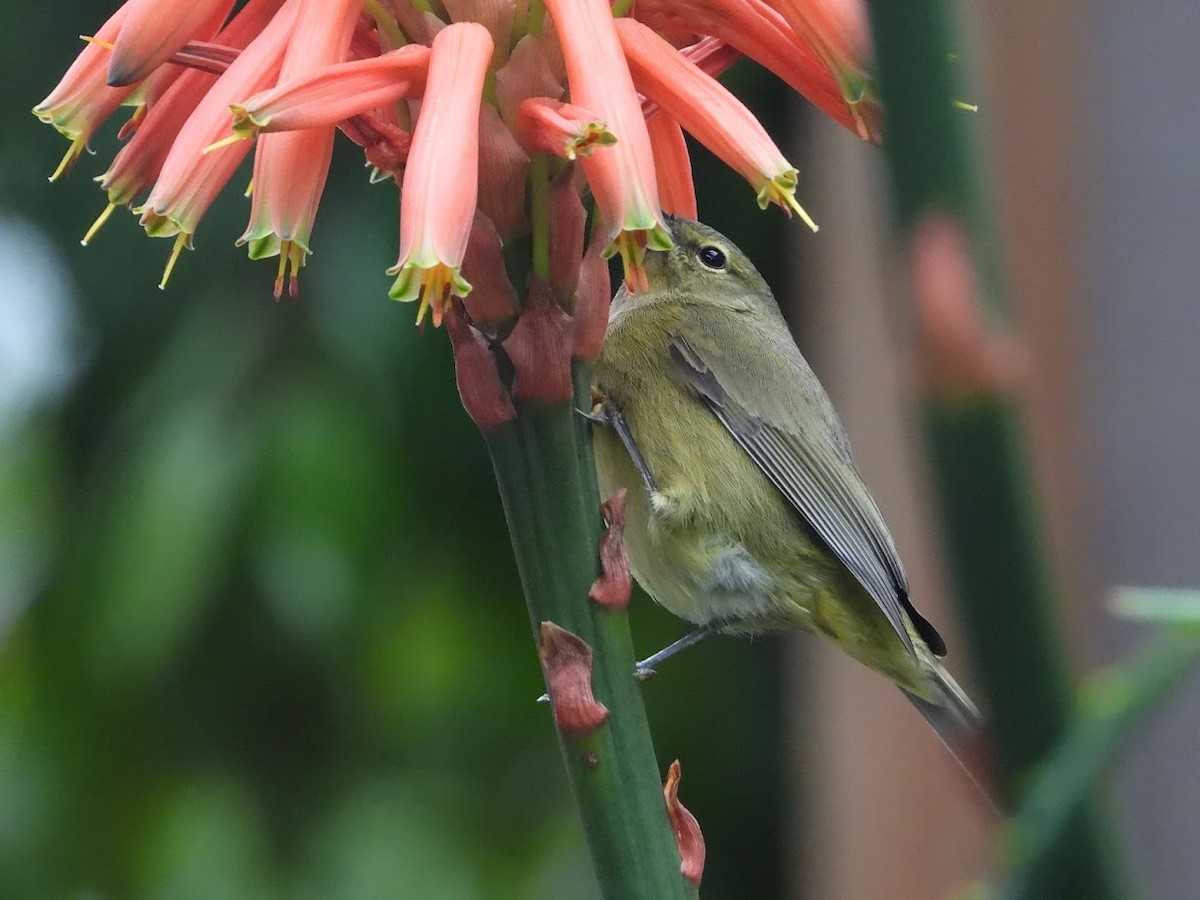 Orange-crowned Warbler (lutescens) - ML519642211