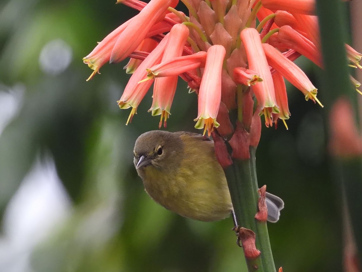 Orange-crowned Warbler (lutescens) - ML519642231