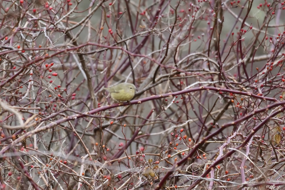 Orange-crowned Warbler - ML519642791