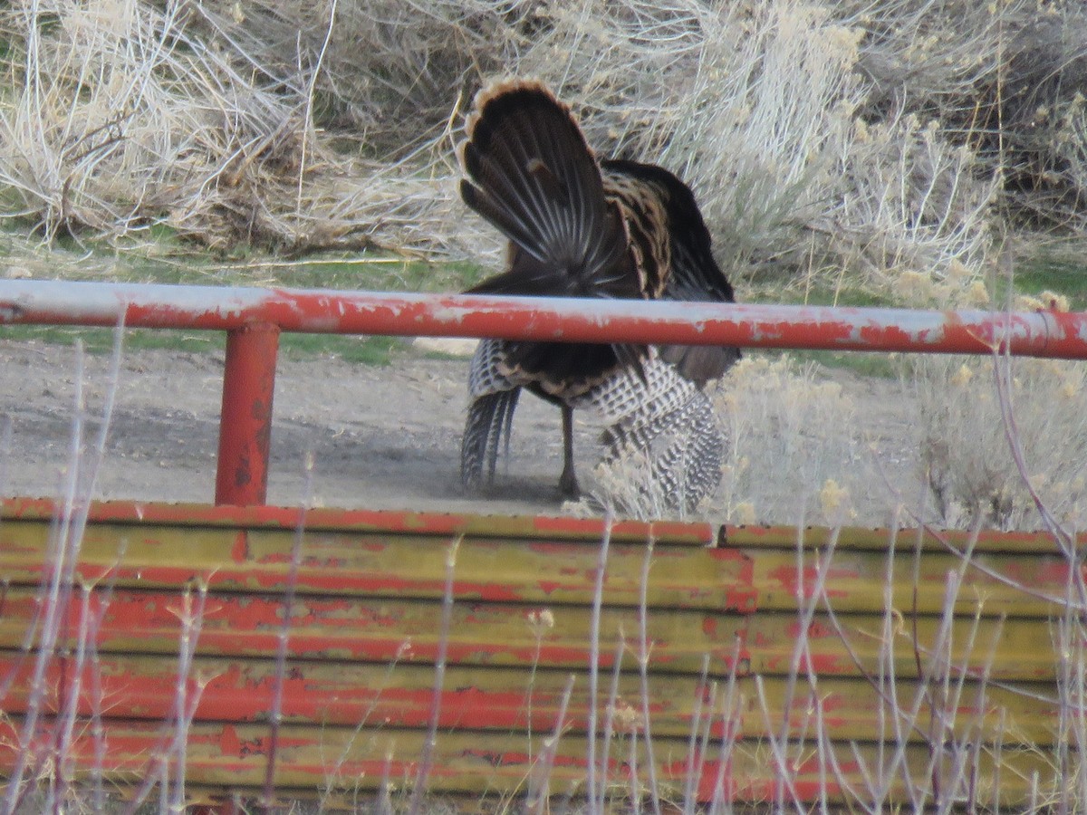 Wild Turkey - ML51964351