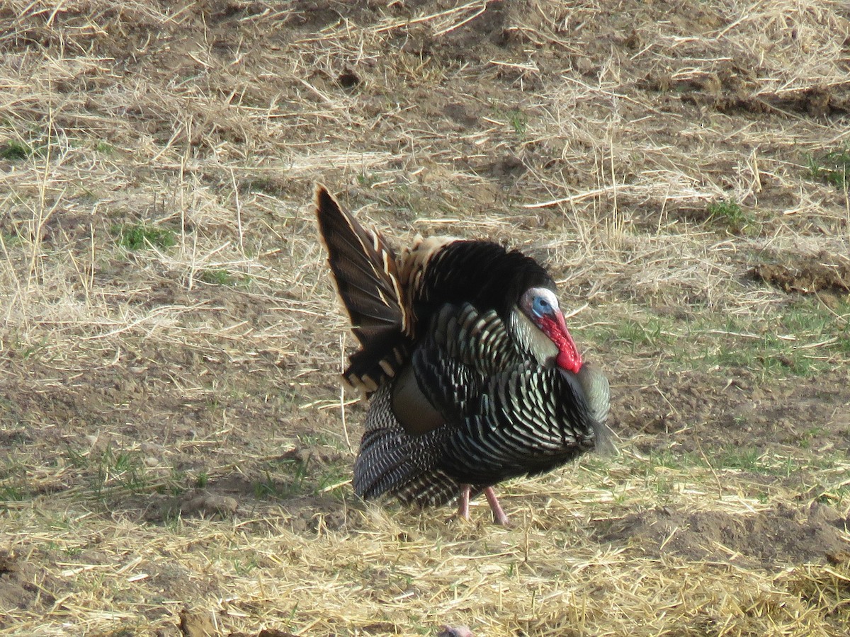 Guajolote Gallipavo - ML51964381