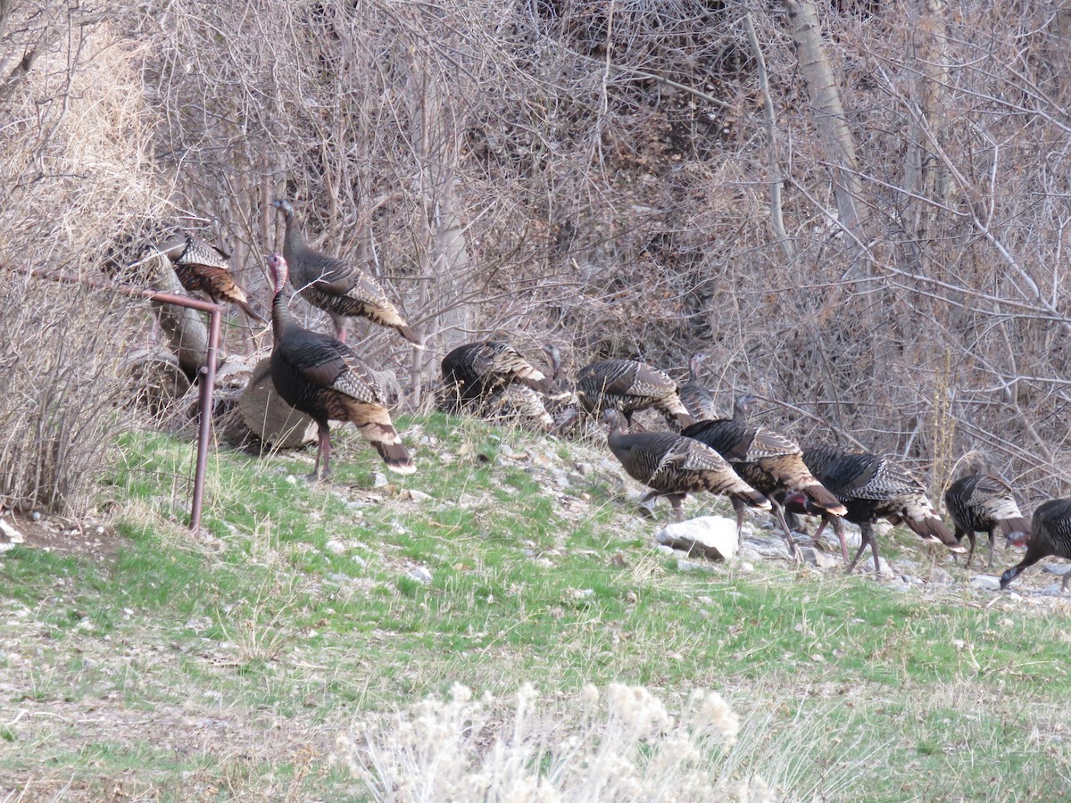 Wild Turkey - ML51964441