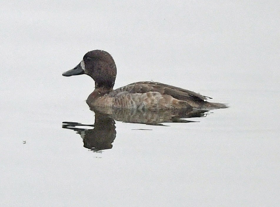 Greater Scaup - ML519644481
